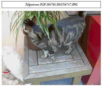 Patroon 75 kleuren en 99 strengen.